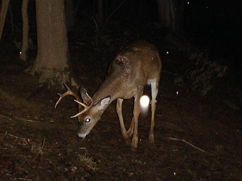 Wounded 8 point buck